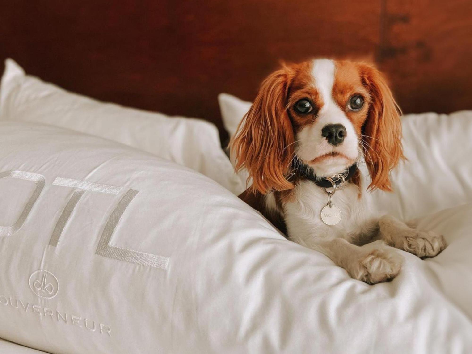 Otl Gouverneur Chicoutimi 外观 照片 A dog on a bed